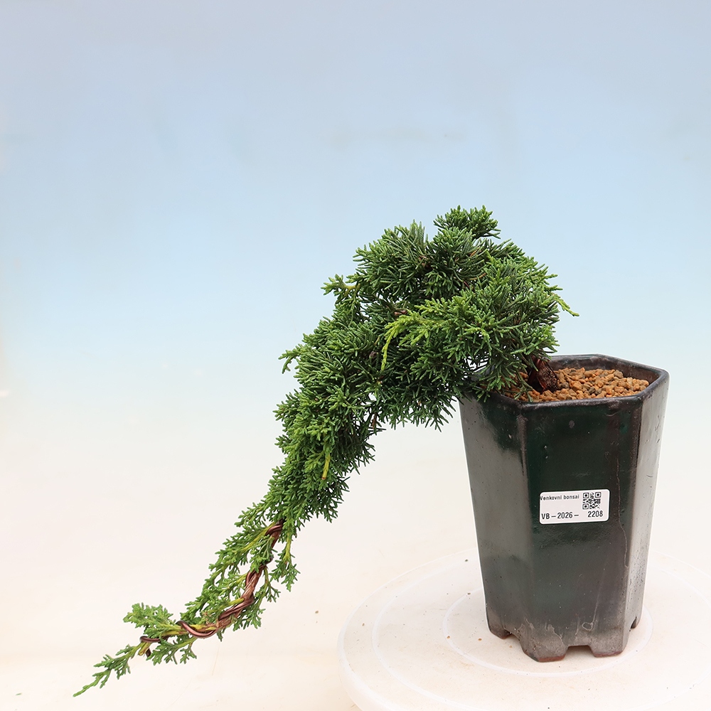 Bonsai da esterno - Juniperus chinensis Kishu