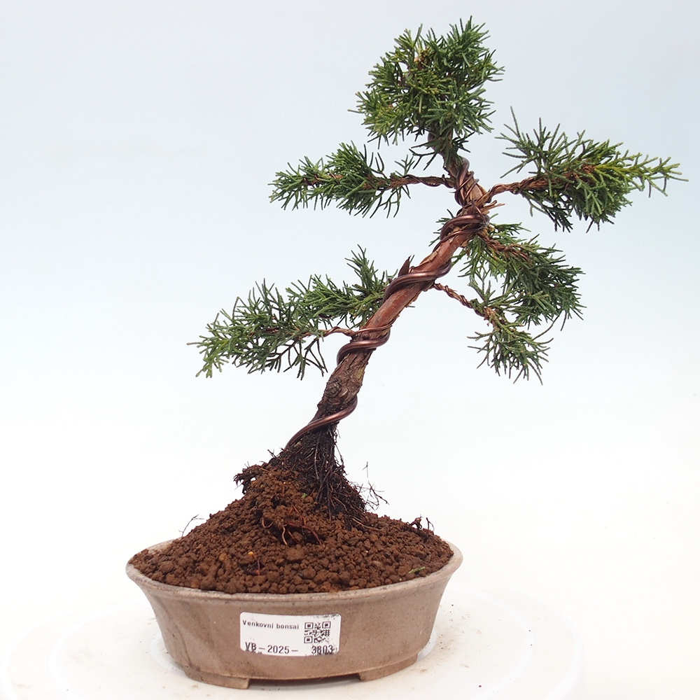 Bonsai da esterno - Juniperus chinensis Kishu