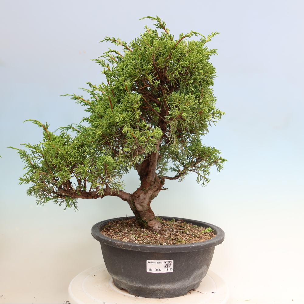 Bonsai da esterno - Juniperus chinensis Itoigawa-Juniperus chinensis