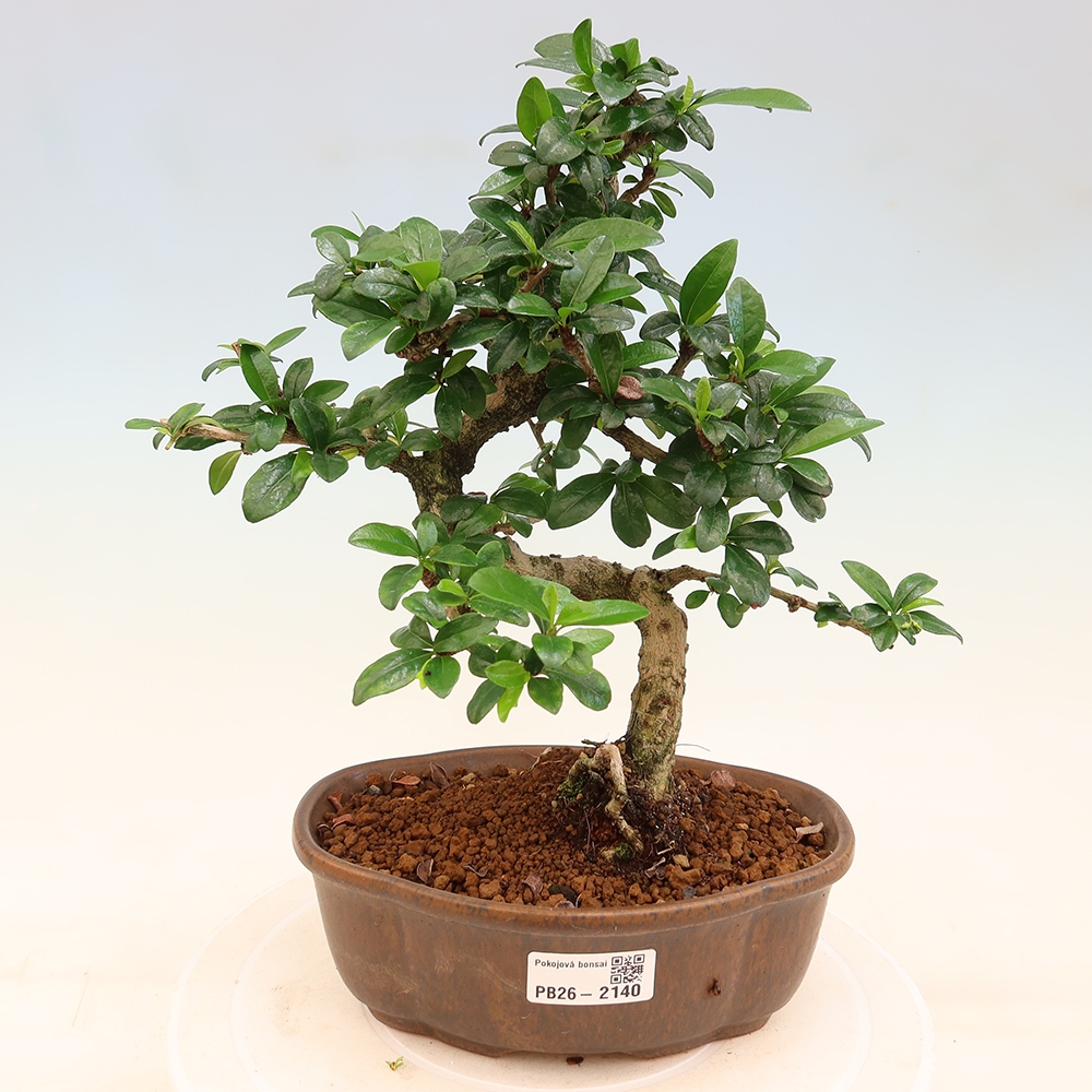 Camera bonsai - Carmona macrophylla - Tea fuki
