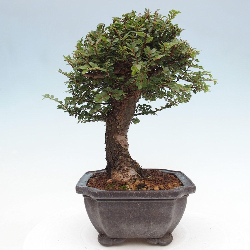 Bonsai da esterno - Ulmus parvifolia Hokkaido - Olmo cinese