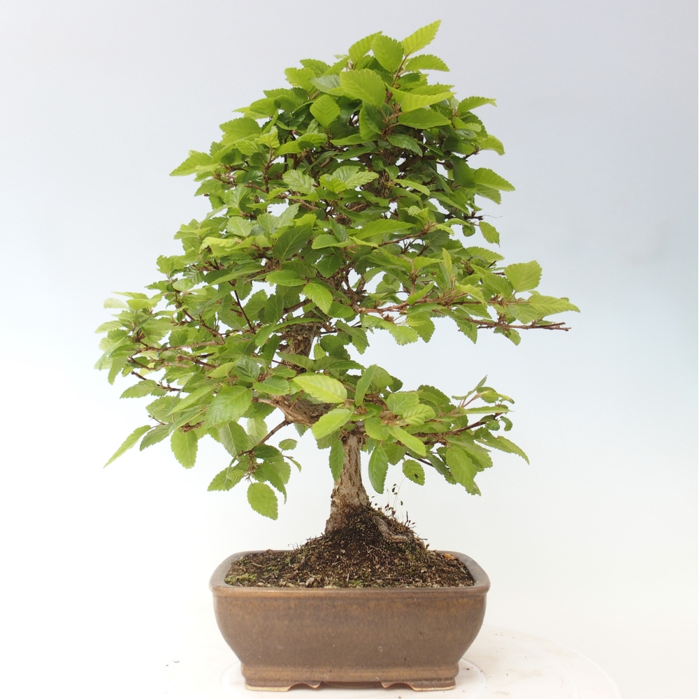 Bonsai da esterno -Carpinus CARPINOIDES - Carpino coreano