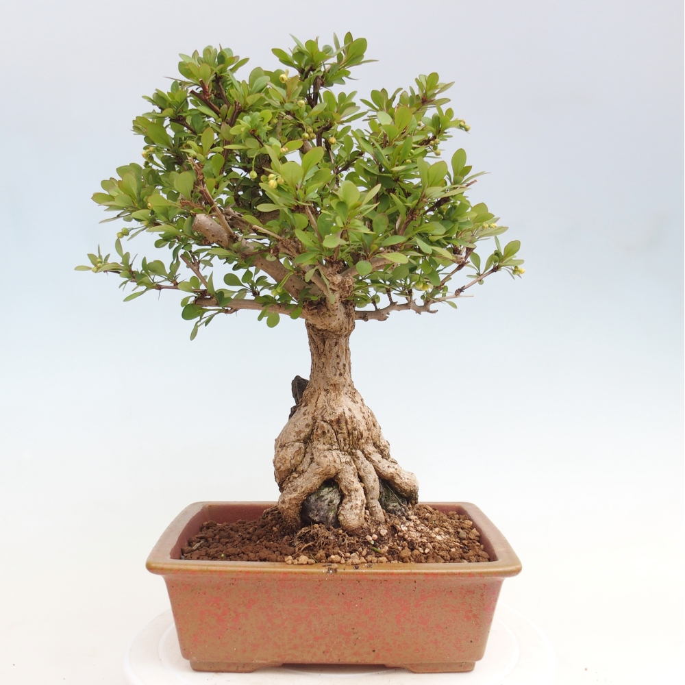 Bonsai da esterno - Berberis coreana
