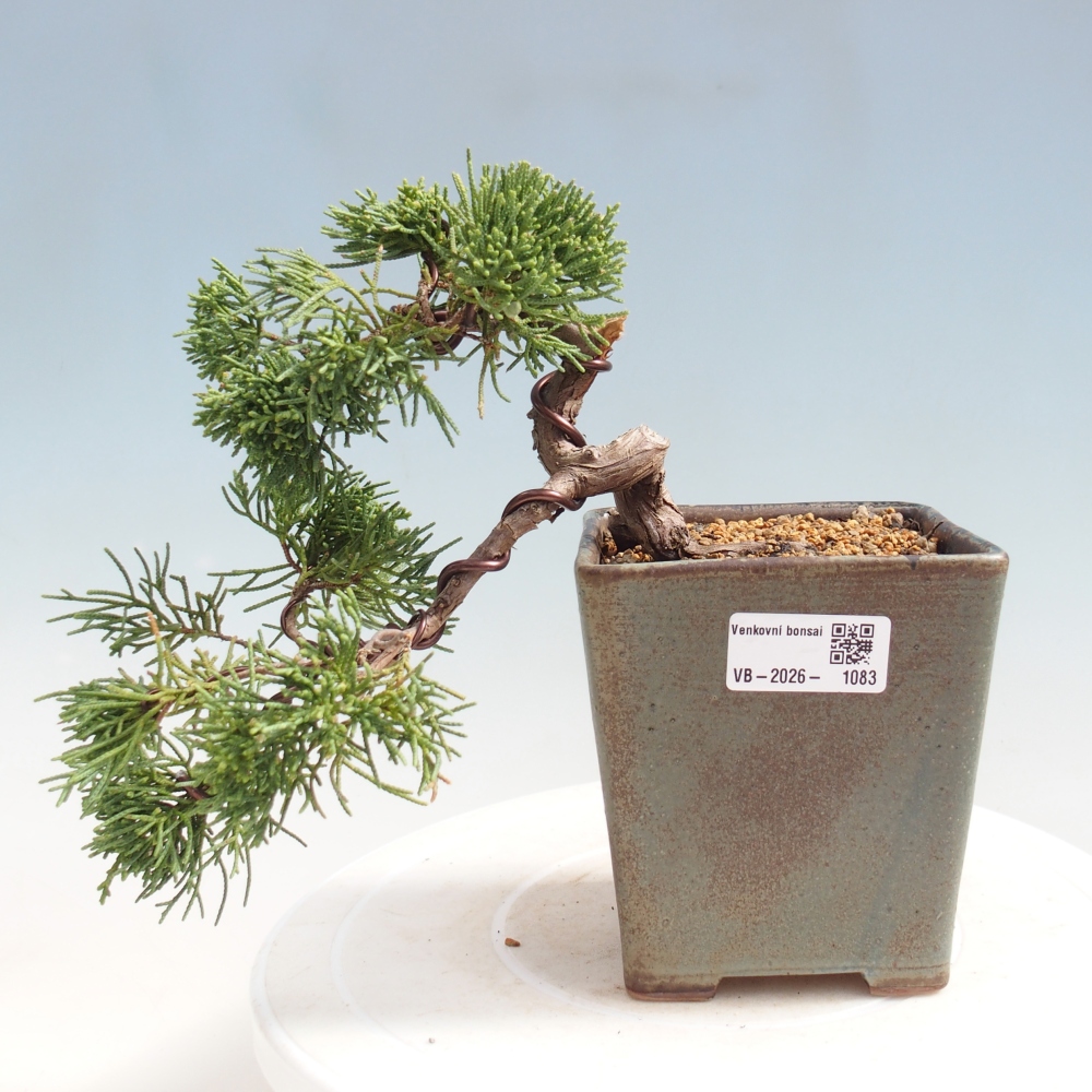 Bonsai da esterno - Juniperus chinensis Kishu
