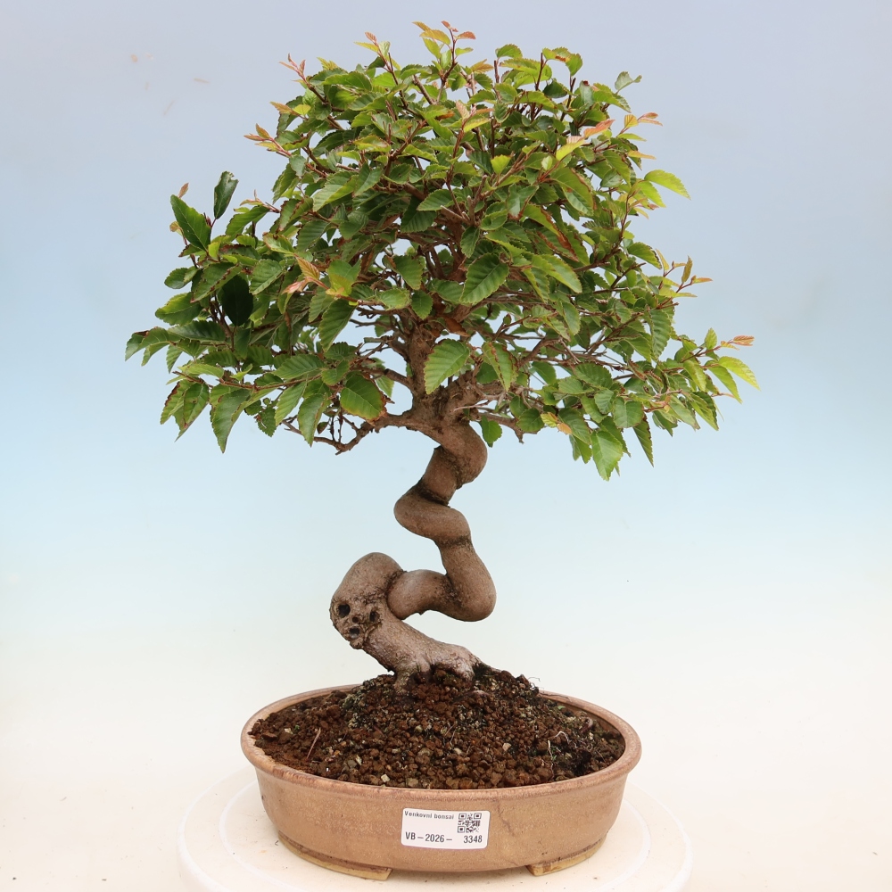 Bonsai da esterno -Carpinus Coreana - Carpino coreano