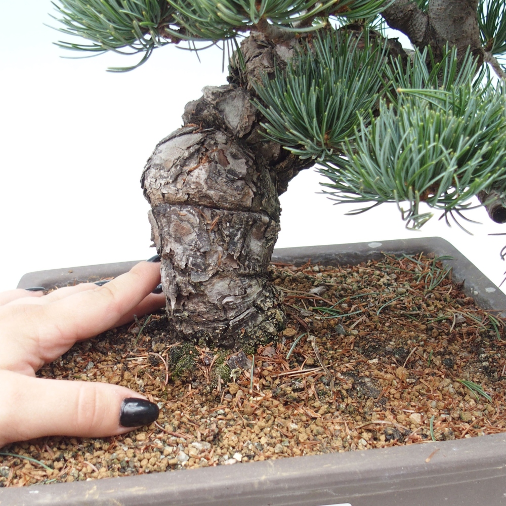 Bonsai da esterno - Pinus parviflora - Pinus parviflora