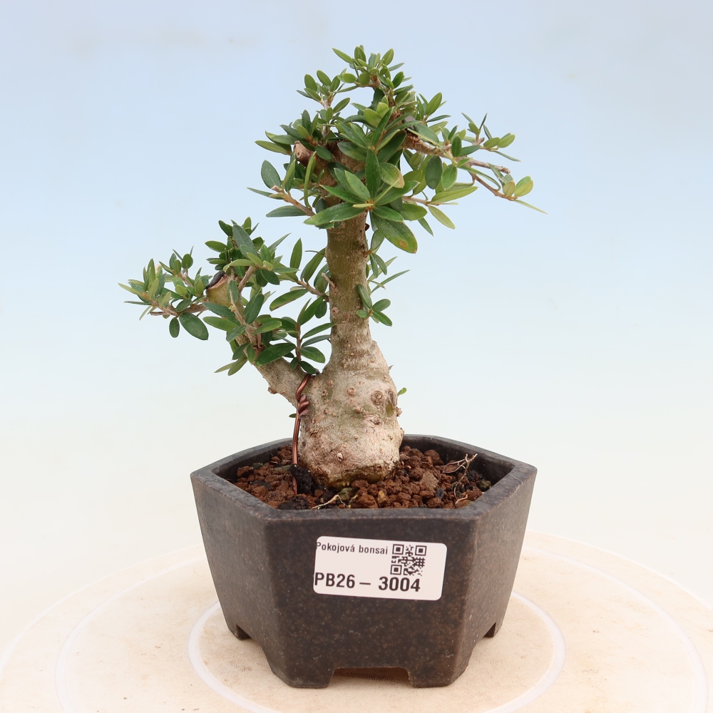 Bonsai da interno - Olea europaea sylvestris