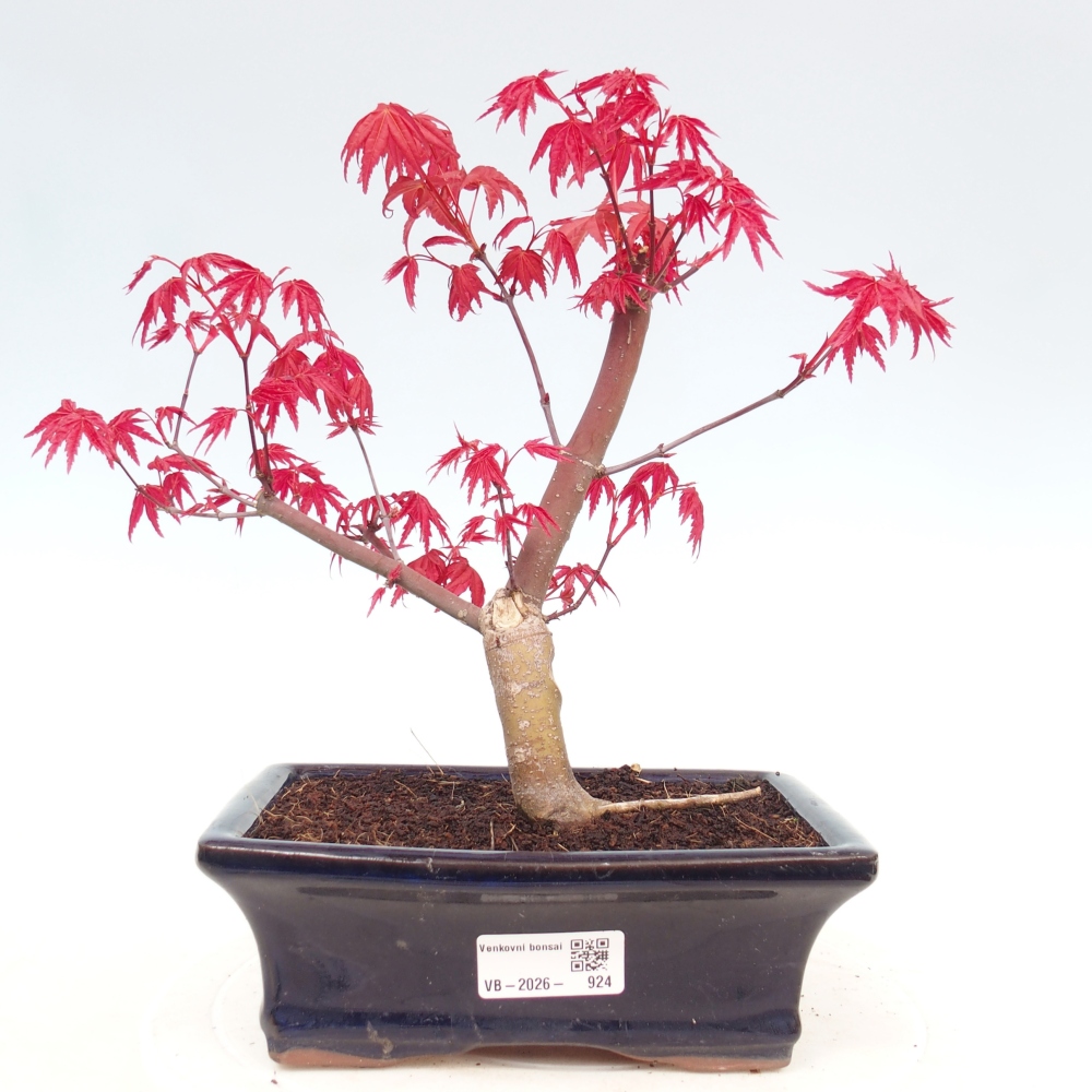 Bonsai da esterno - Acer palmatum DESHOJO