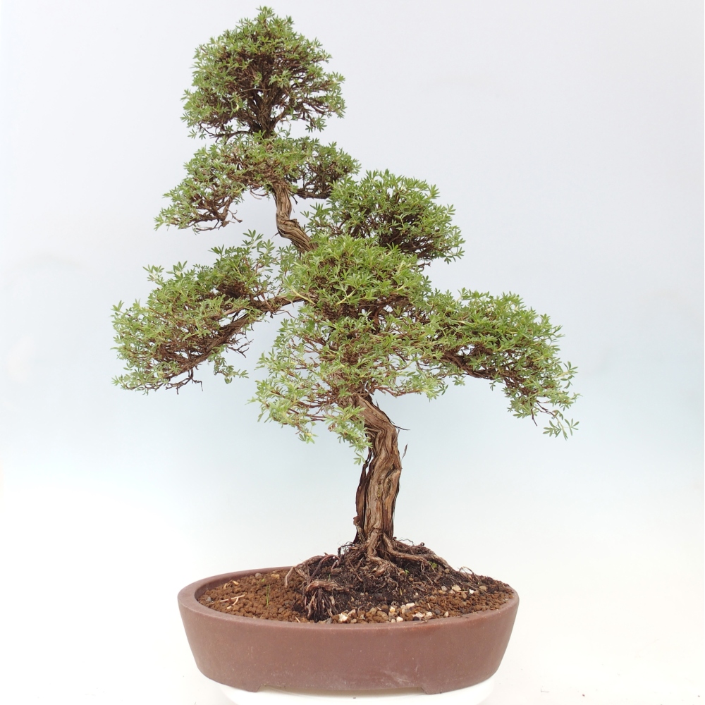Bonsai da esterno - Potentila fruticosa