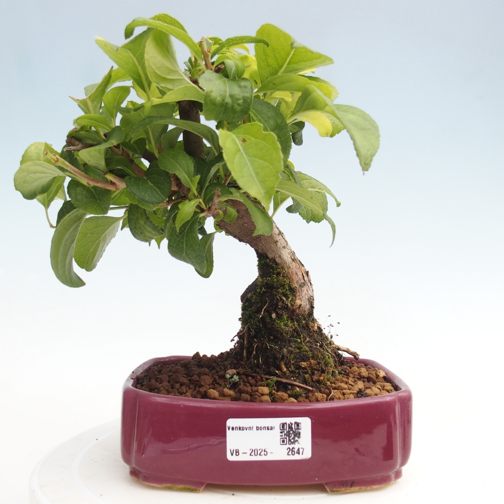Bonsai da esterno - Celastrus orbiculatus