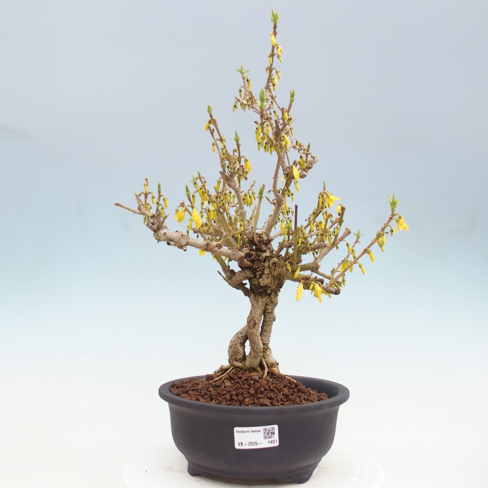 Bonsai da esterno - Zlatice - Forsythia koreana