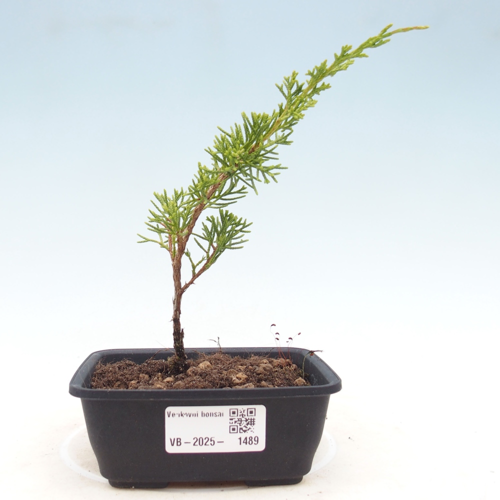 Bonsai da esterno - Juniperus chinensis Itoigawa
