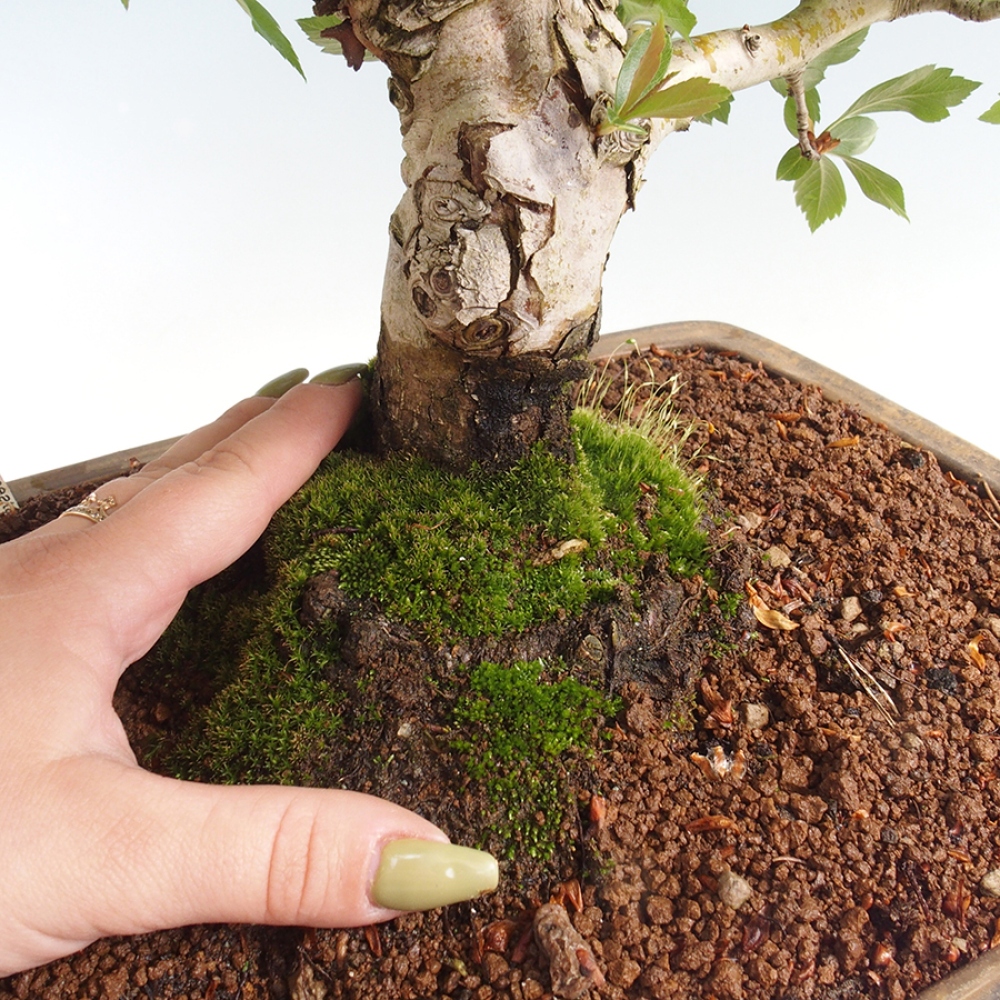 Bonsai da esterno - Biancospino - Crataegus cuneata