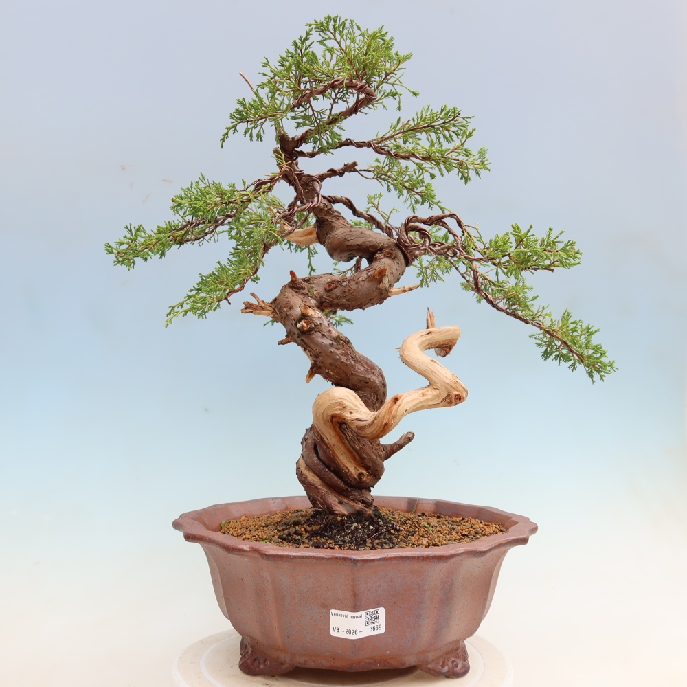 Bonsai da esterno - Juniperus chinensis Itoigawa-Juniperus chinensis