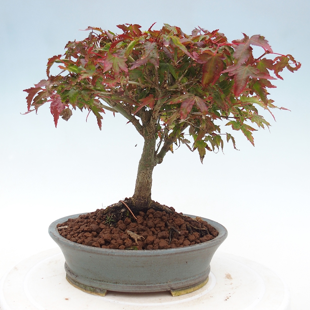 Acer palmatum KIOHIME - Acero palmato