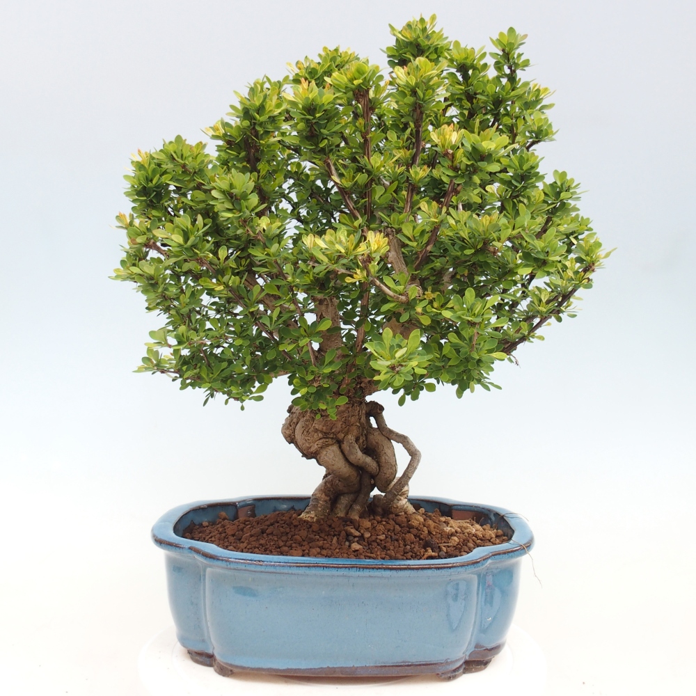 Bonsai da esterno - Berberis coreana