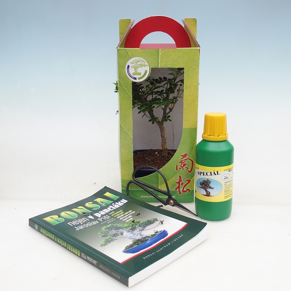 Bonsai da camera in confezione regalo Zantoxylum piperitum - Albero del pepe