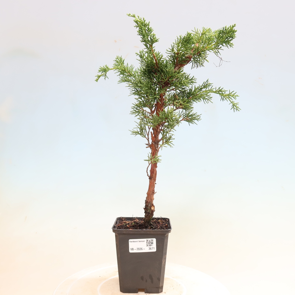 Bonsai da esterno - Juniperus chinensis Kishu