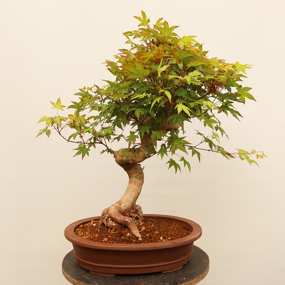 Bonsai da esterno - Acero palmatum - Palme