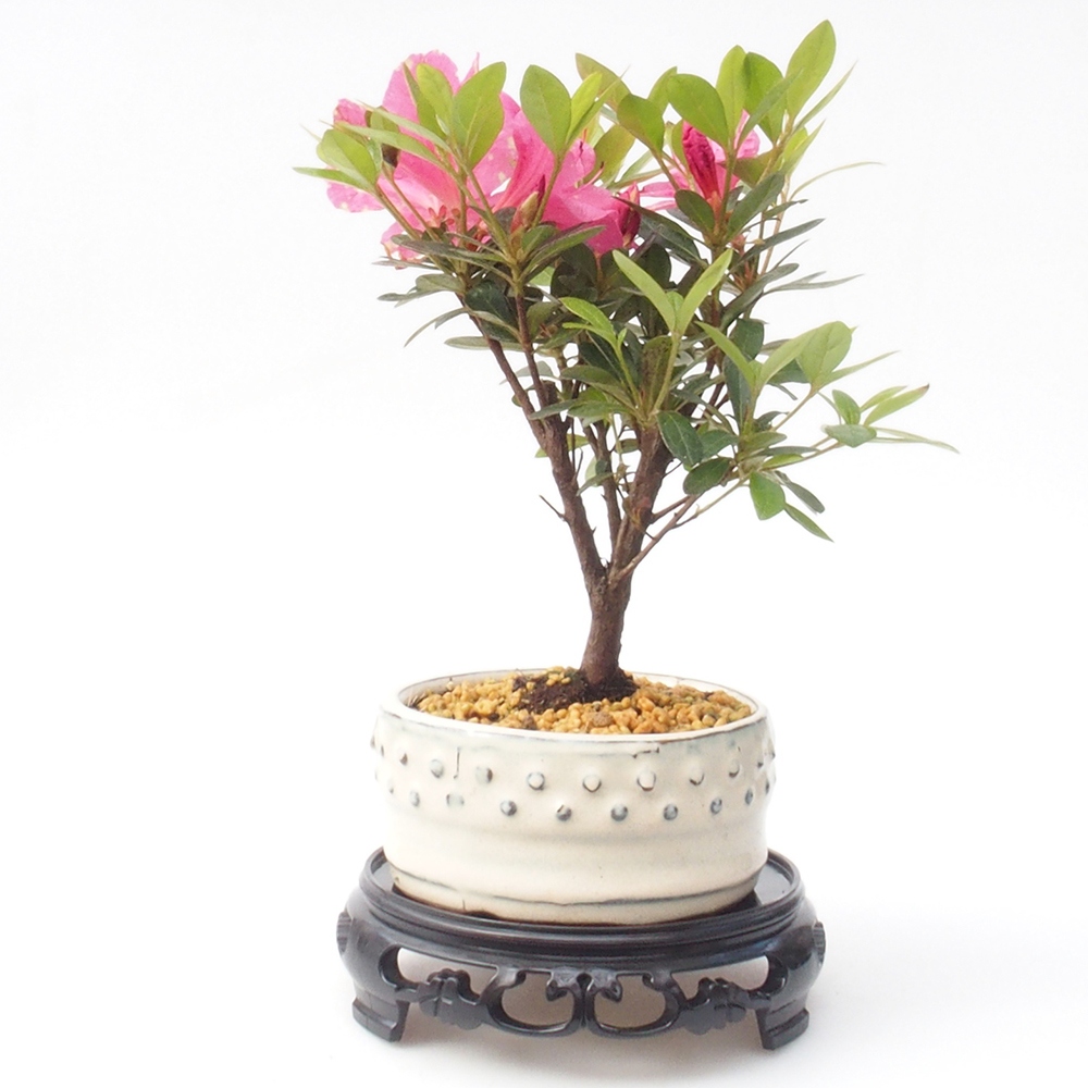 Tavolo per bonsai in plastica rotondo 14,5 x 14,5 x 4 cm, colore nero