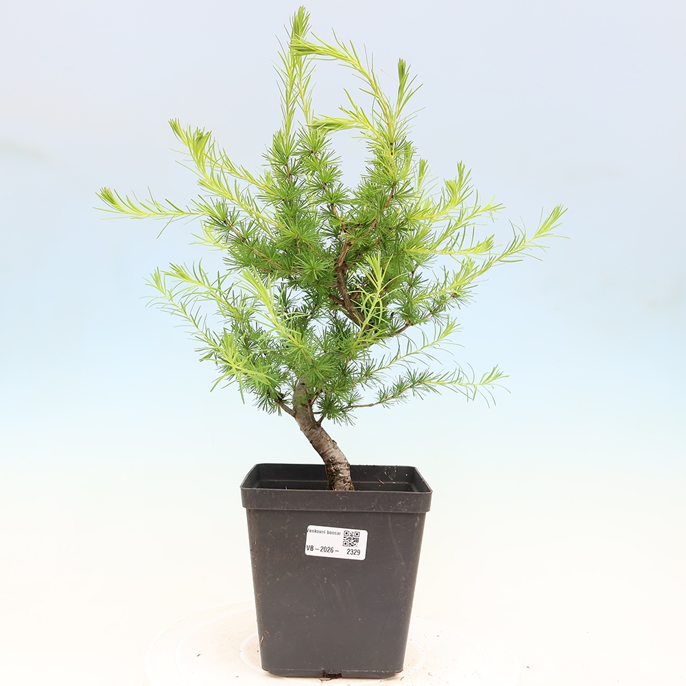 Bonsai da esterno -Larix decidua - Larice