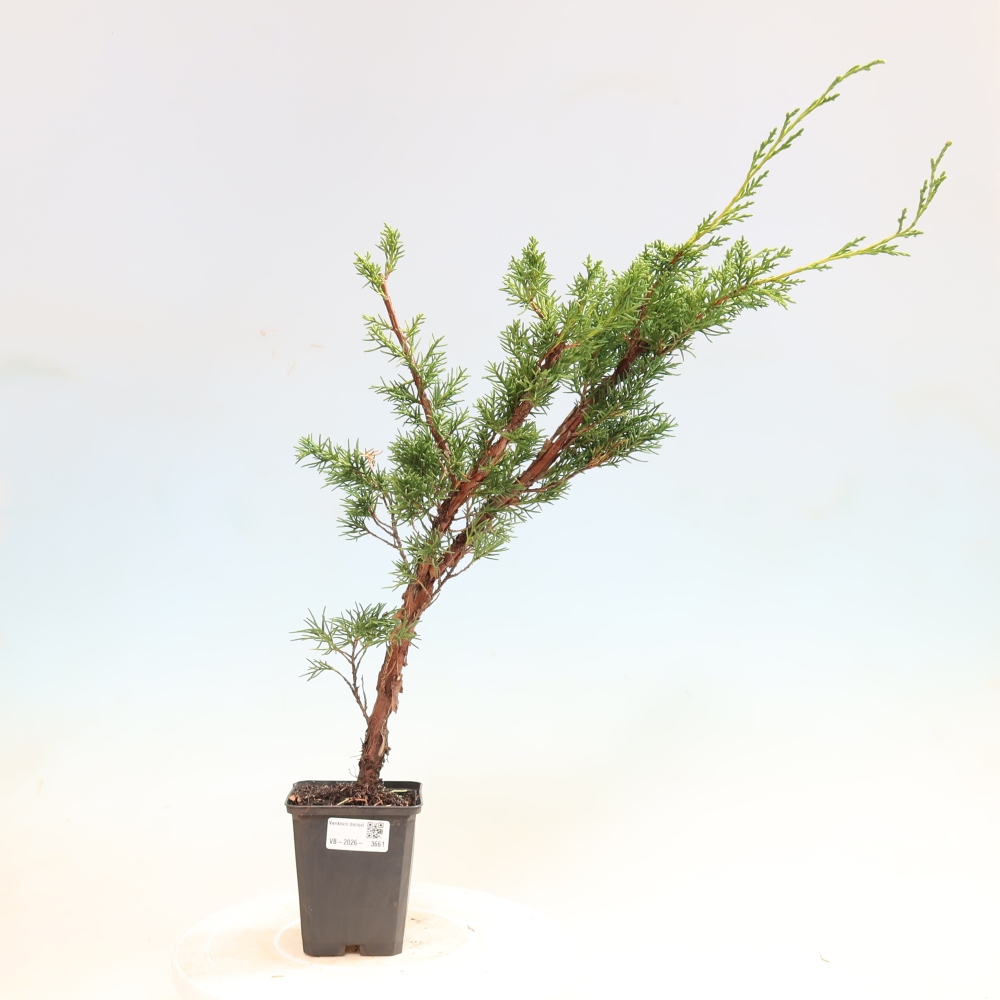 Bonsai da esterno - Juniperus chinensis Kishu