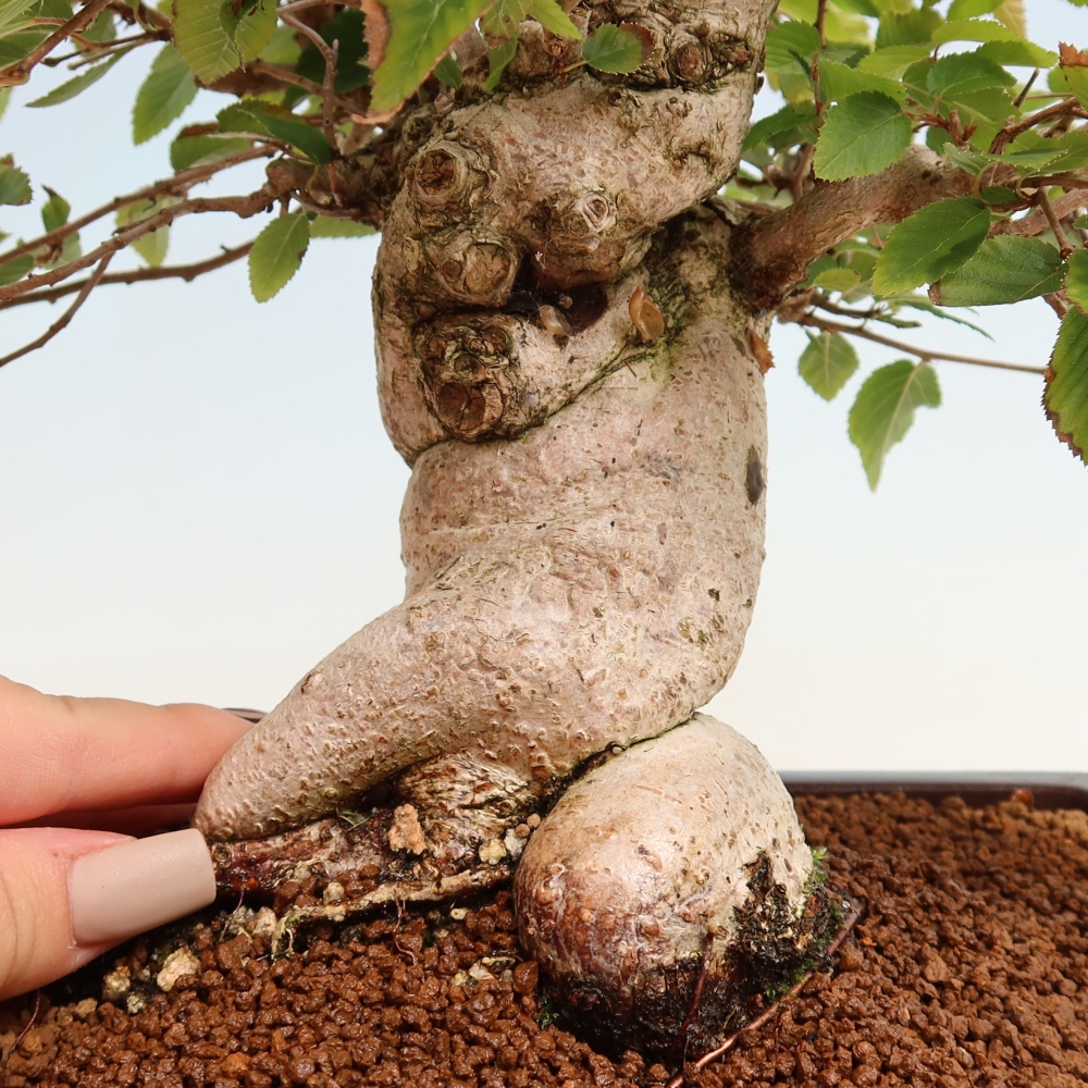 Bonsai da esterno -Carpinus CARPINOIDES - Carpino coreano