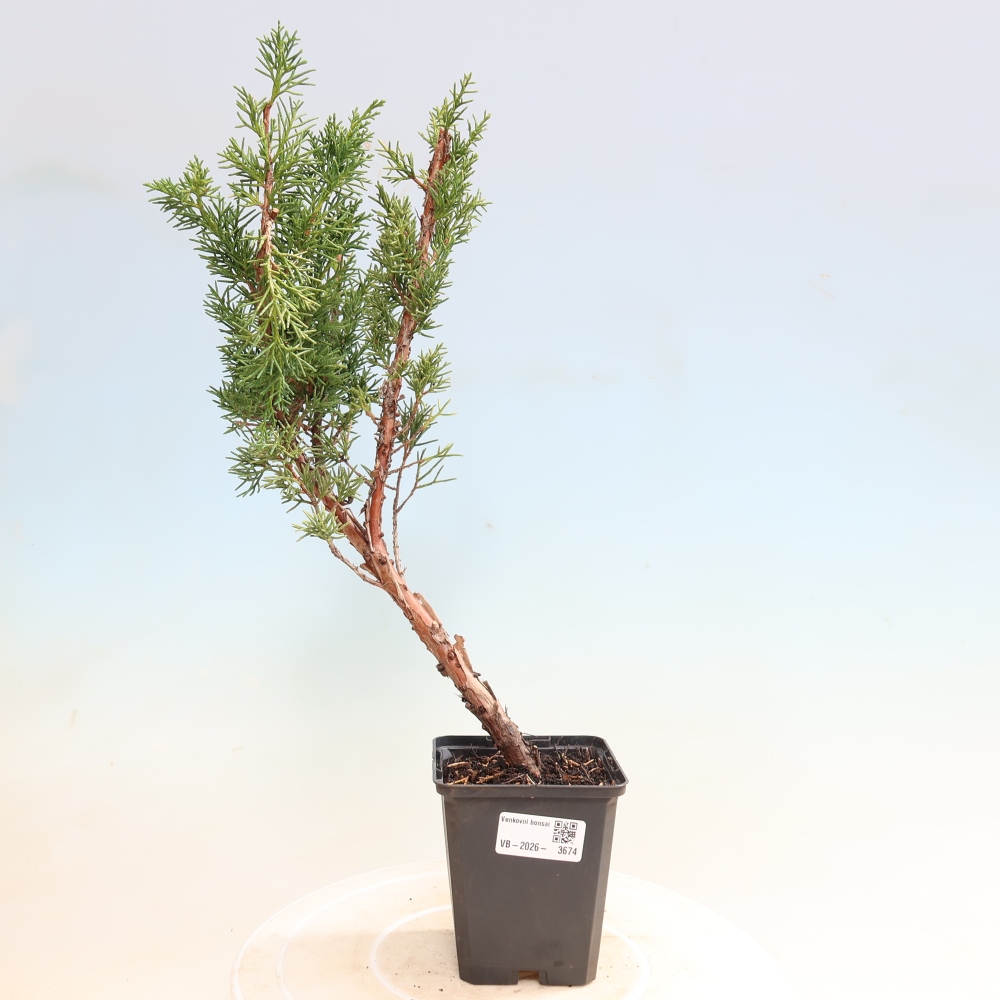 Bonsai da esterno - Juniperus chinensis Kishu