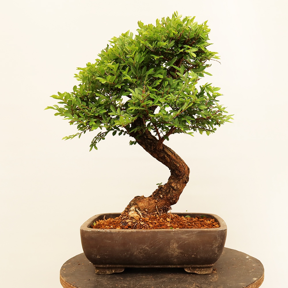 Bonsai da esterno - Zelkova - Zelkova NIRE