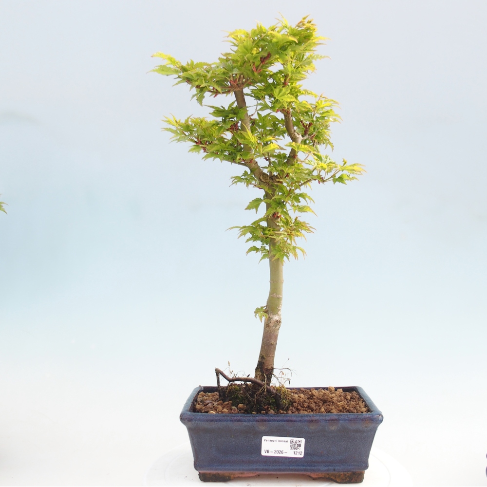 Bonsai da esterno -Palma di Giava Acer palmatum Shishigashira
