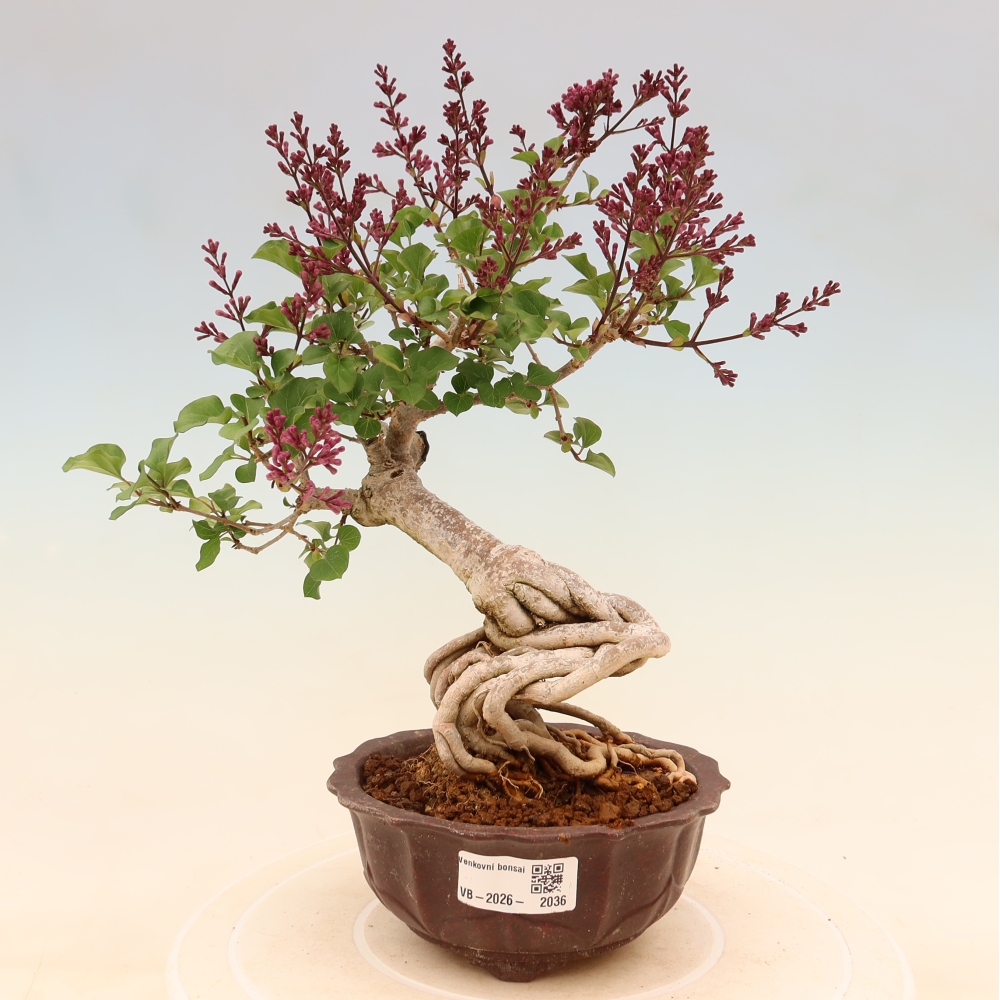 Bonsai da esterno - Syringa microphylla - lillà a fiore piccolo