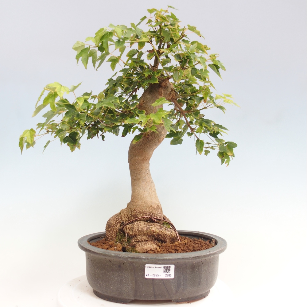 Bonsai da esterno - Acer Buergerianum - Acero di Burger