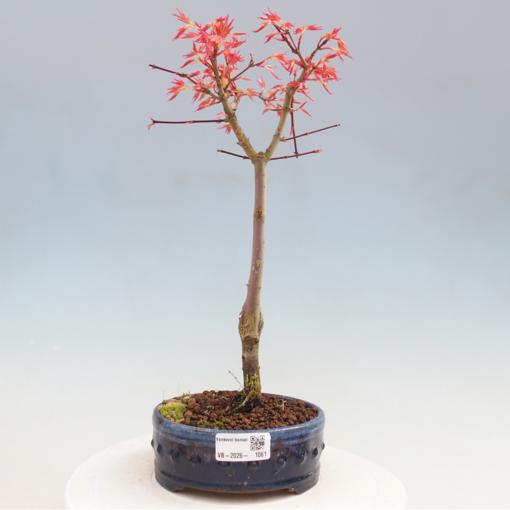 Acero norvegese - Acer palmatum Beni Tsukasa