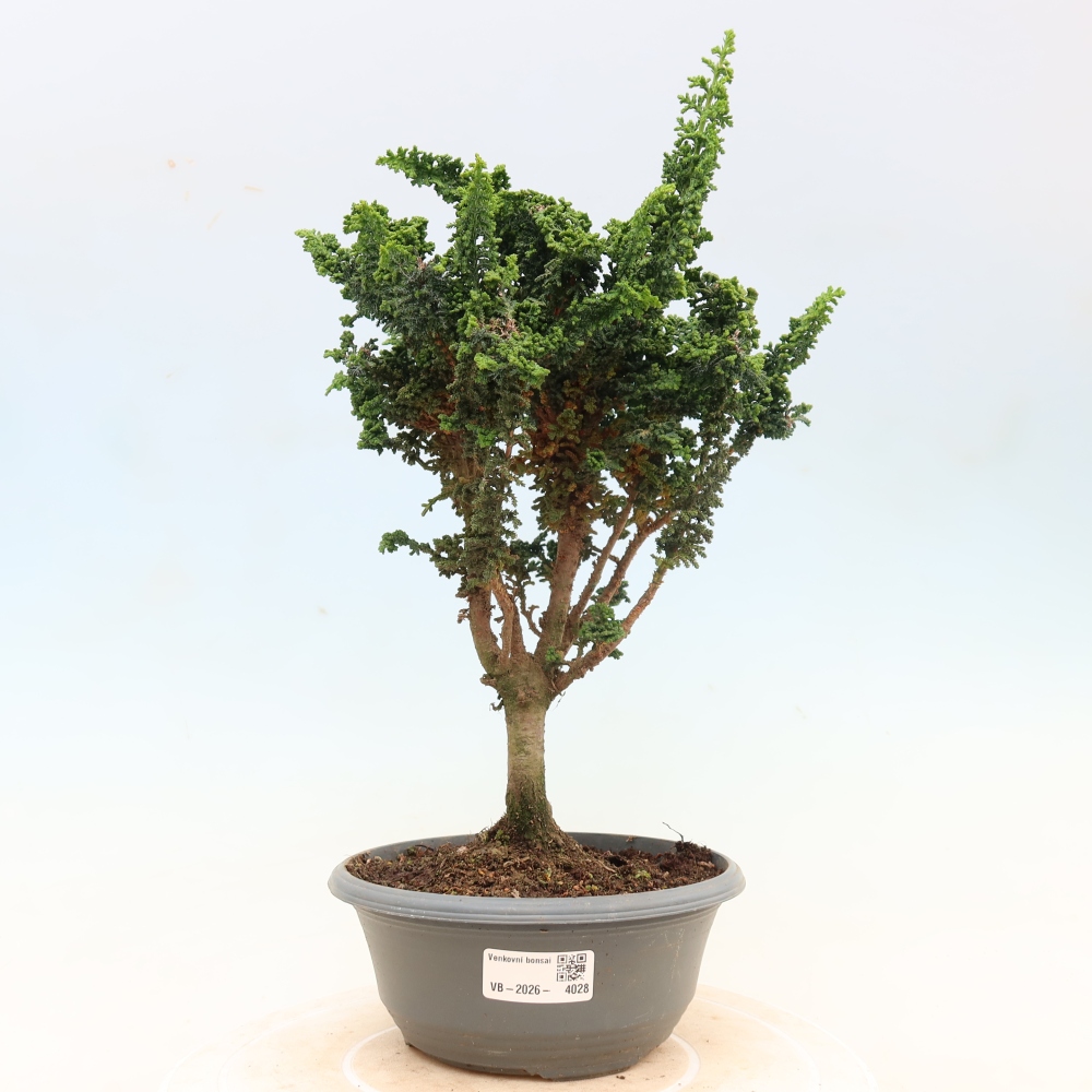 Bonsai da esterno - Cham. obtusa SEKKA HINOKI - Cipresso
