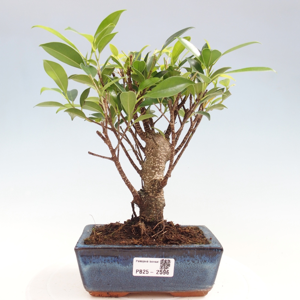 Camera bonsai - Ficus retusa - ficus a foglie piccole