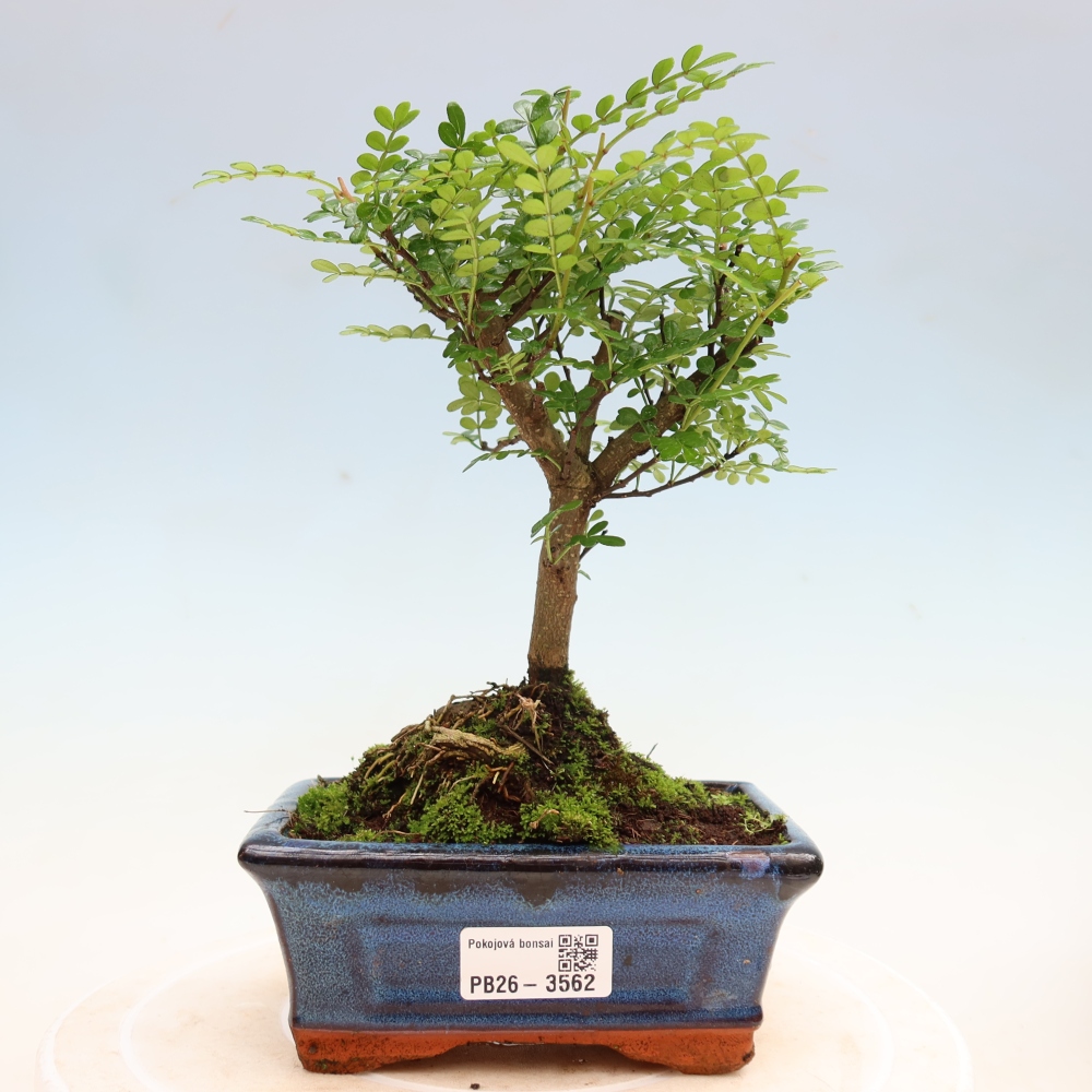 Camera bonsai - Zantoxylum piperitum - albero del pepe