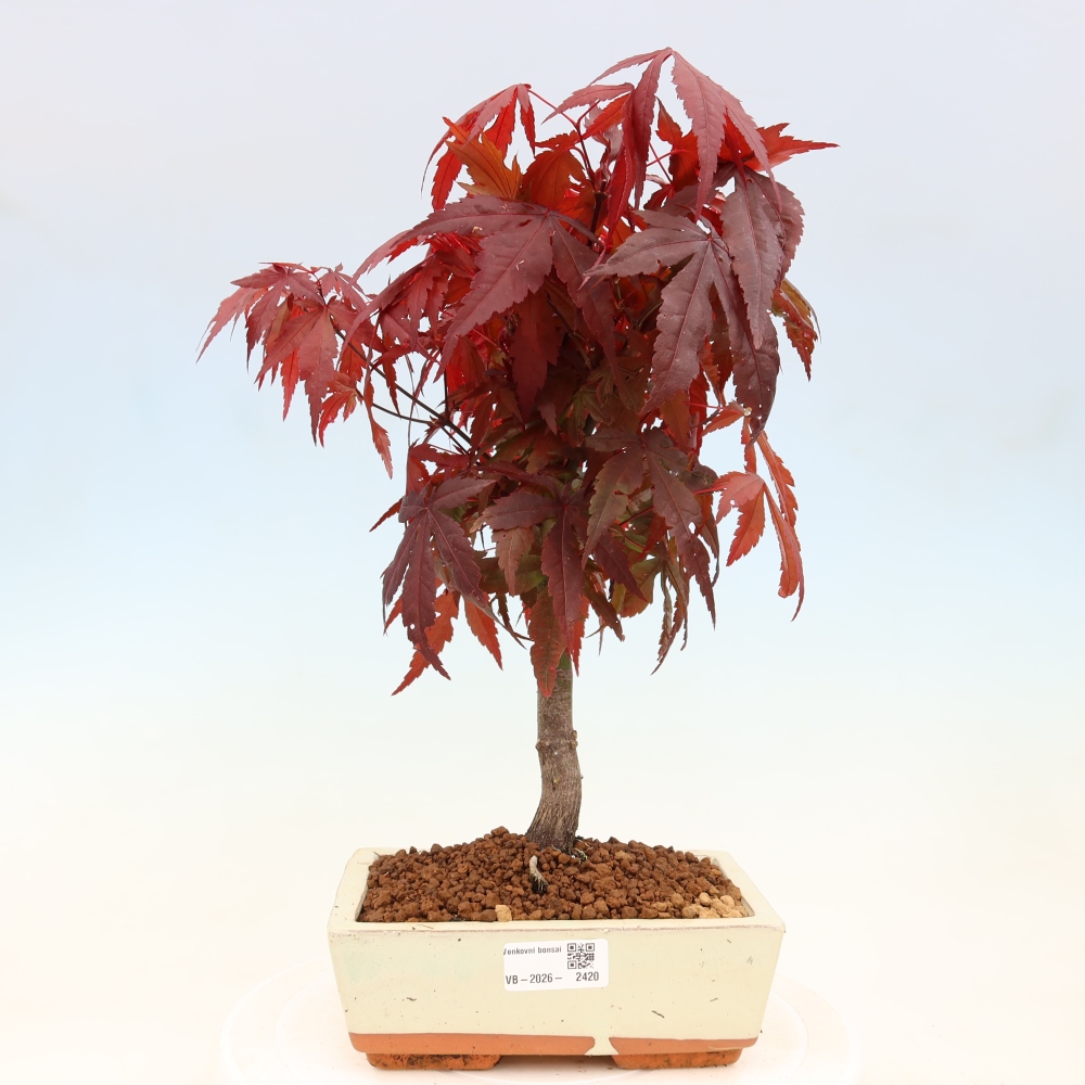 Bonsai da esterno - Palma Acer. Atropurpureum-Javor palmate