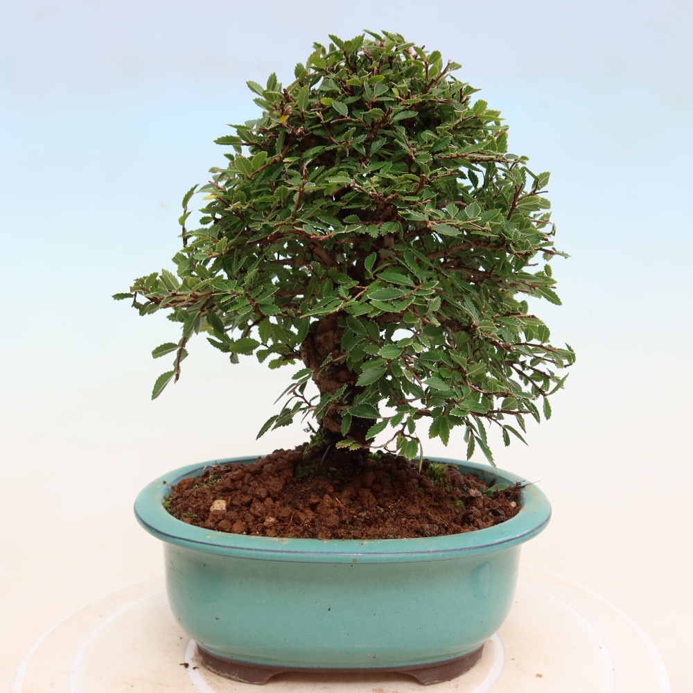 Bonsai da esterno - Zelkova - Zelkova NIRE