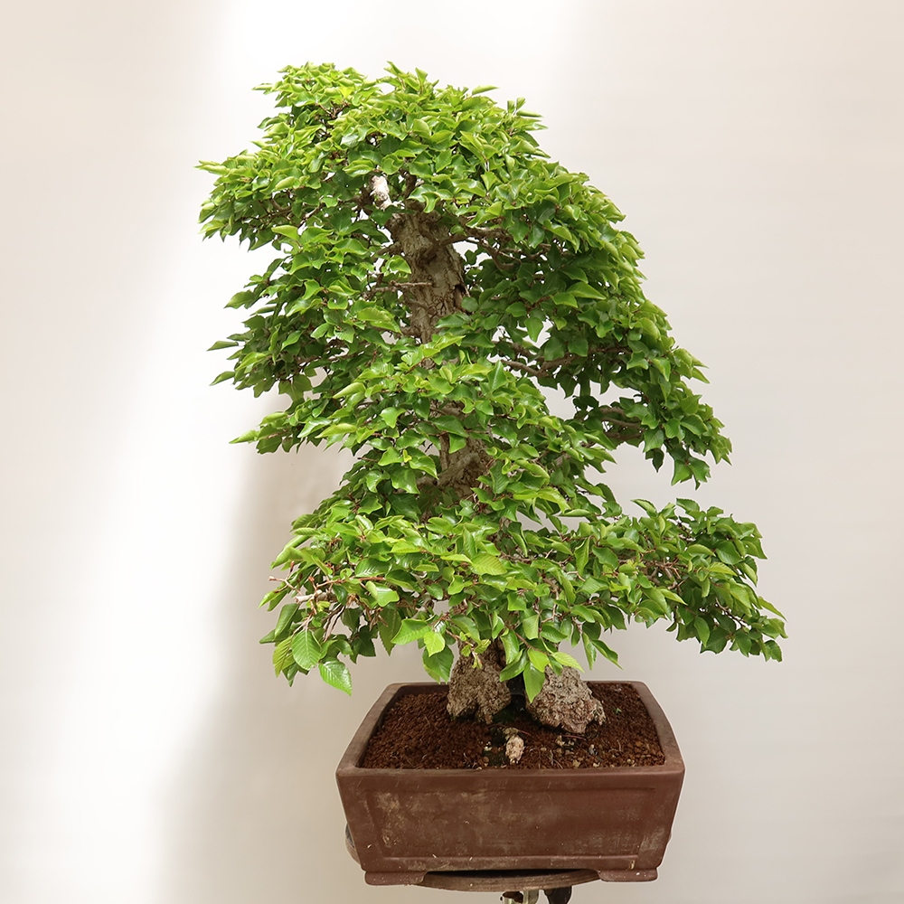 Bonsai da esterno -Carpinus Coreana - Carpino coreano