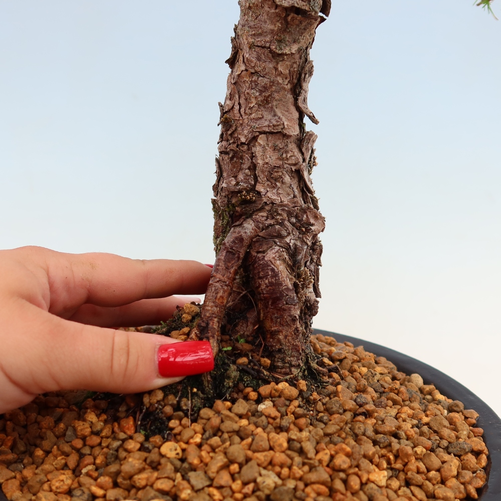 Bonsai da esterno -Larix decidua - Larice