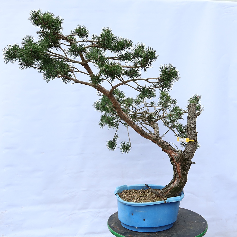 Pinus sylvestris Spagna - pino silvestre
