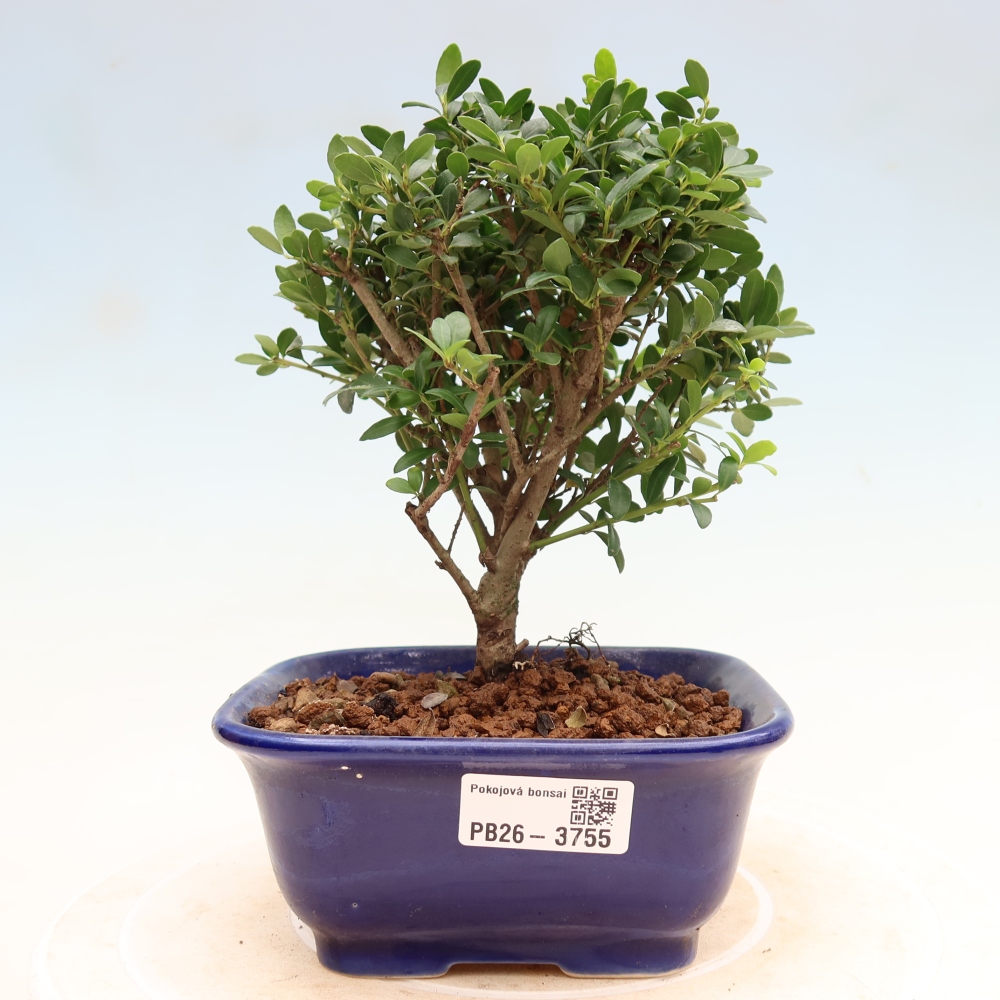 Camera bonsai - Ilex crenata - Agrifoglio