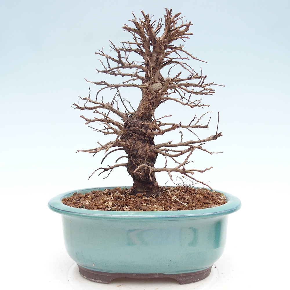 Bonsai da esterno - Zelkova - Zelkova NIRE