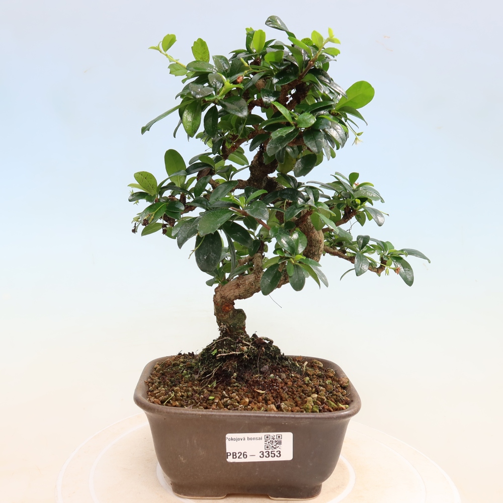 Camera bonsai - Carmona macrophylla - Tea fuki