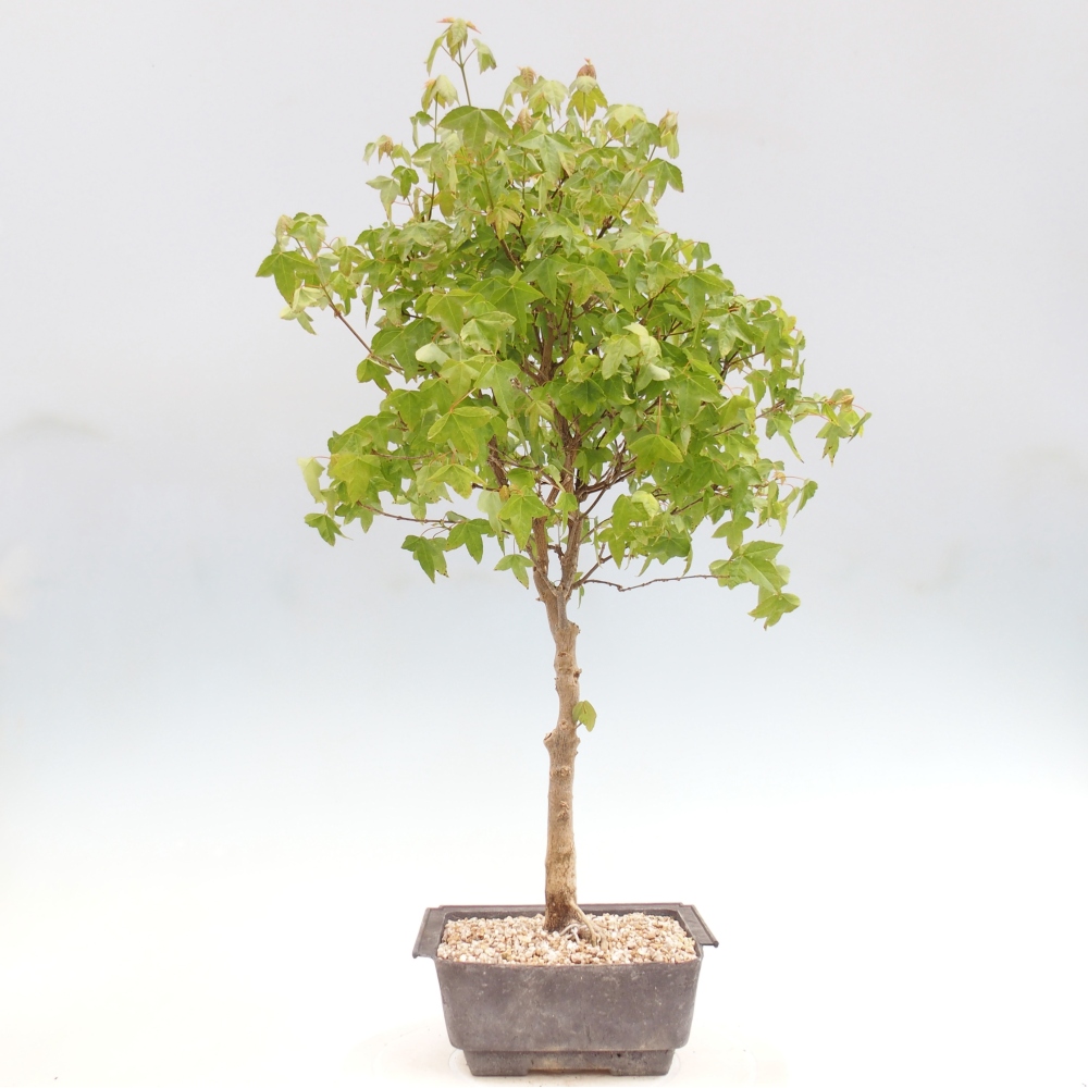 Bonsai da esterno - Acer Buergerianum - Acero di Burger