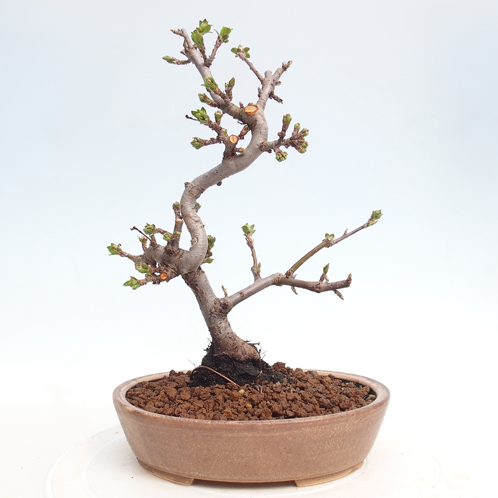 Bonsai da esterno - Malus sargentii - Melo a frutto piccolo