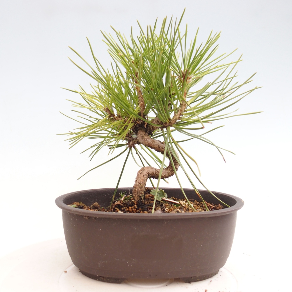 Bonsai da esterno - Pinus thunbergii - Pino di Thunberg