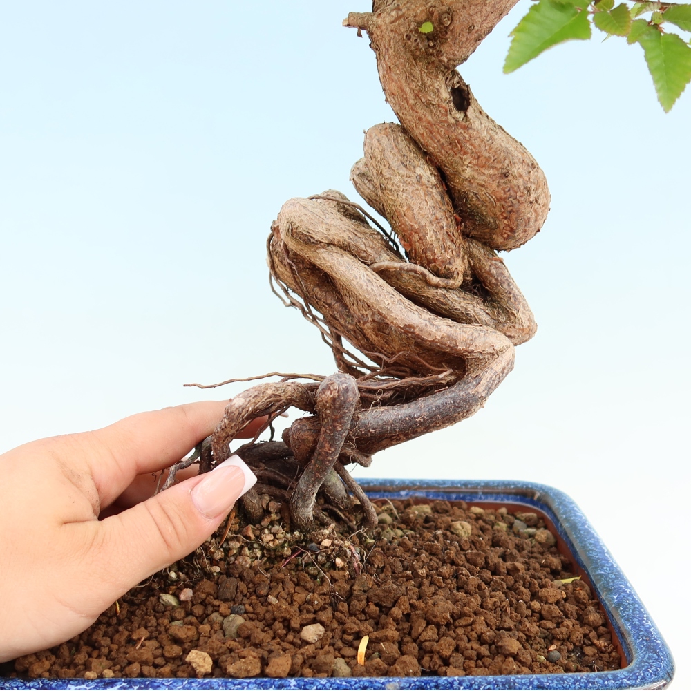 Bonsai da esterno -Carpinus Coreana - Carpino coreano