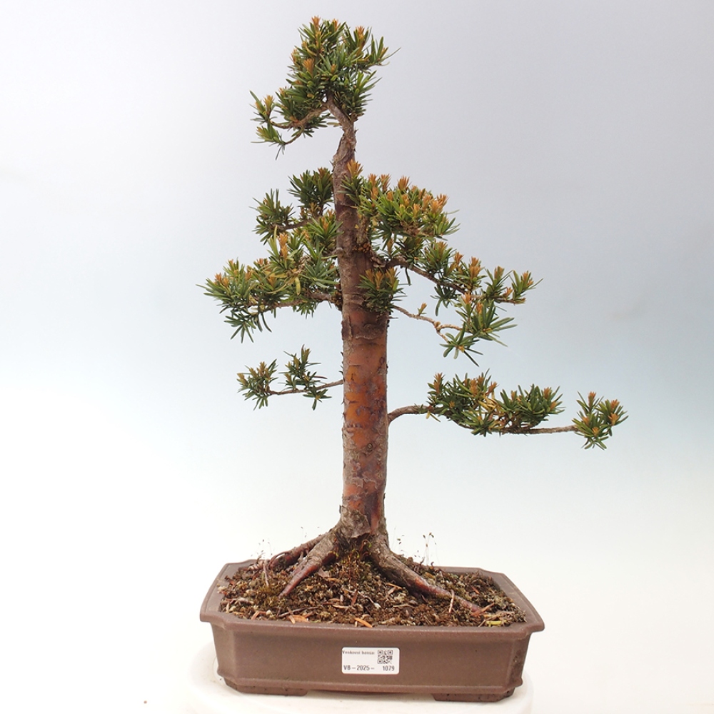 Bonsai da esterno - Taxus cuspidata - Tasso giapponese