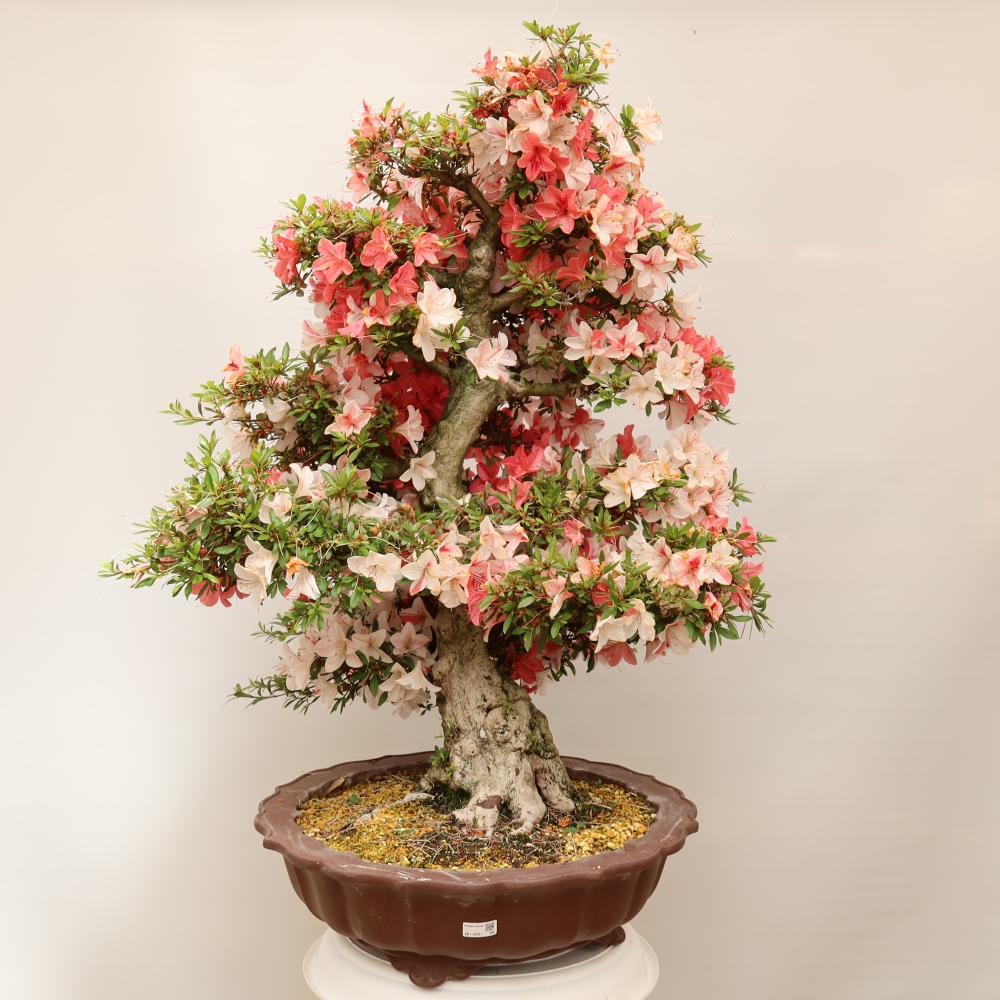 Bonsai da esterno - Azalea giapponese - Azalea Kinu-no-Hikari